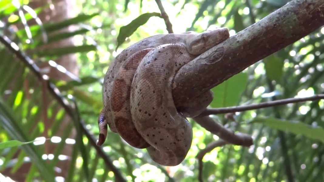 Rosy Boa in Cayos Cochinos, Boa constrictor in Honduras