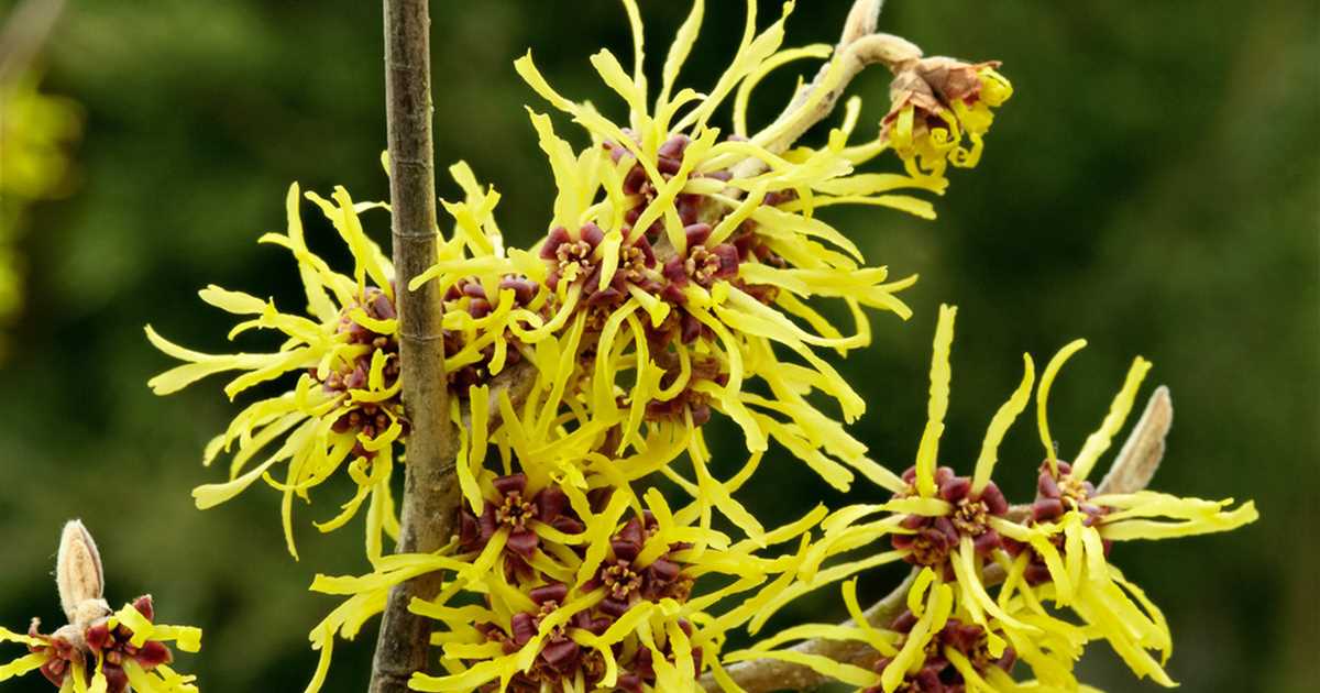 Es un género con cuatro especies de plantas de la familia Hamamelidaceae.