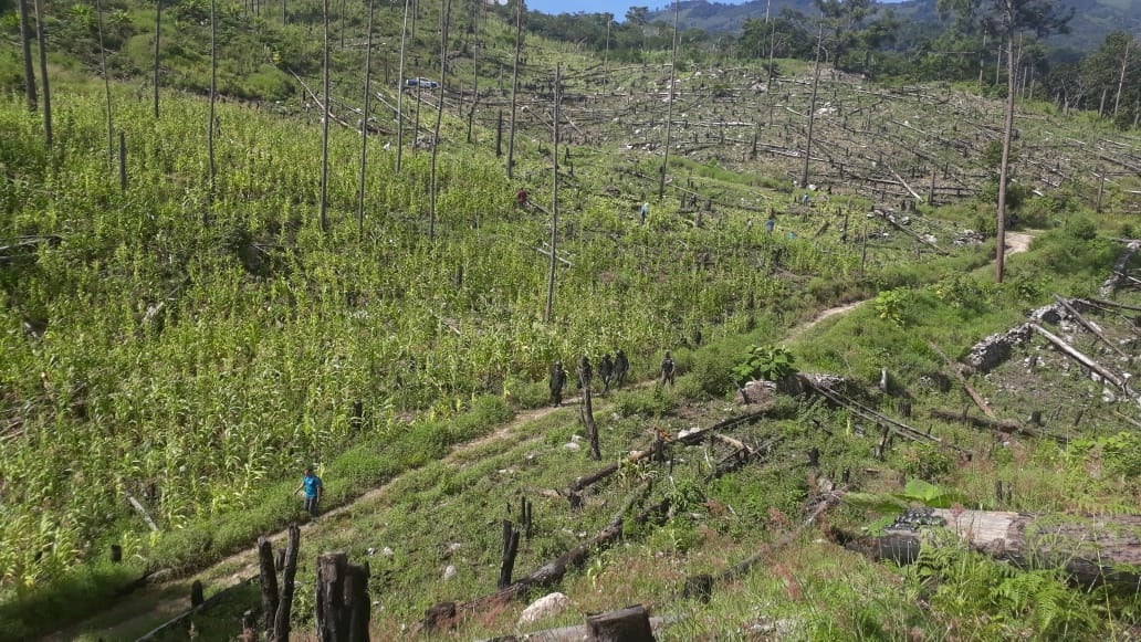 Honduras y Panamá manejo forestal