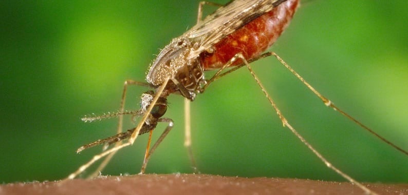 Honduras malaria