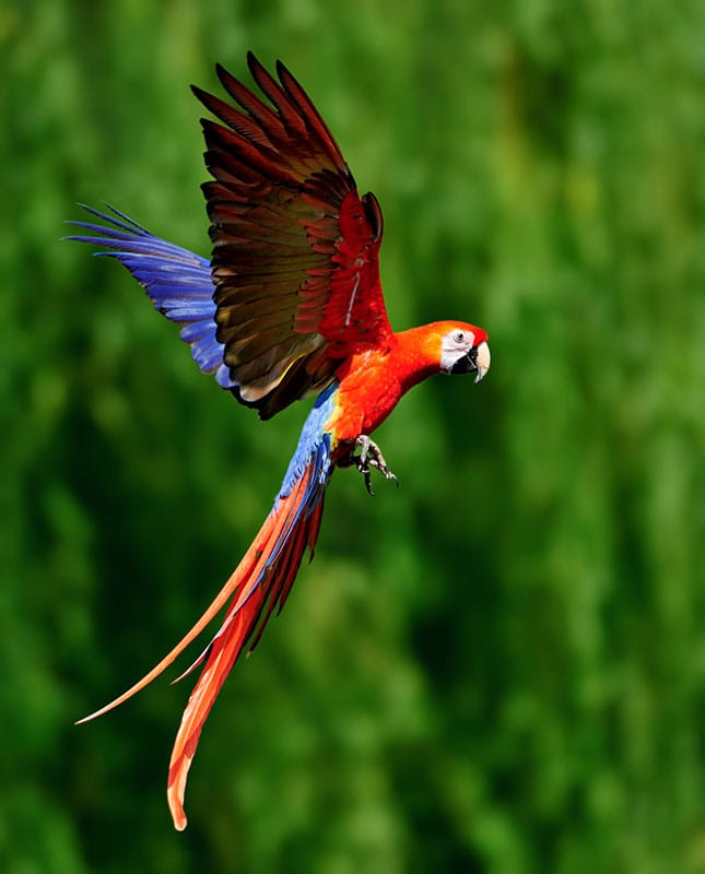 Guara Roja, el ave nacional de Honduras.