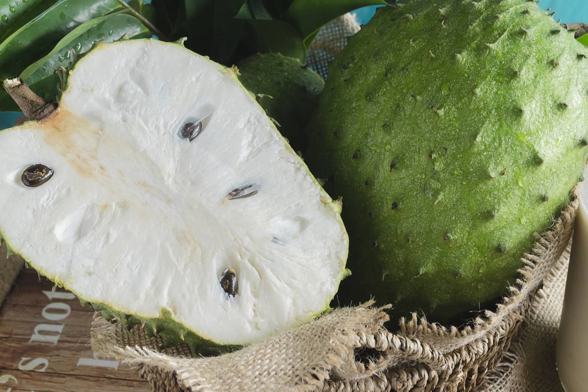 El nombre científico de la guanábana es Annona muricata L. y puede comprarse en los supermercados y en las fruterías.