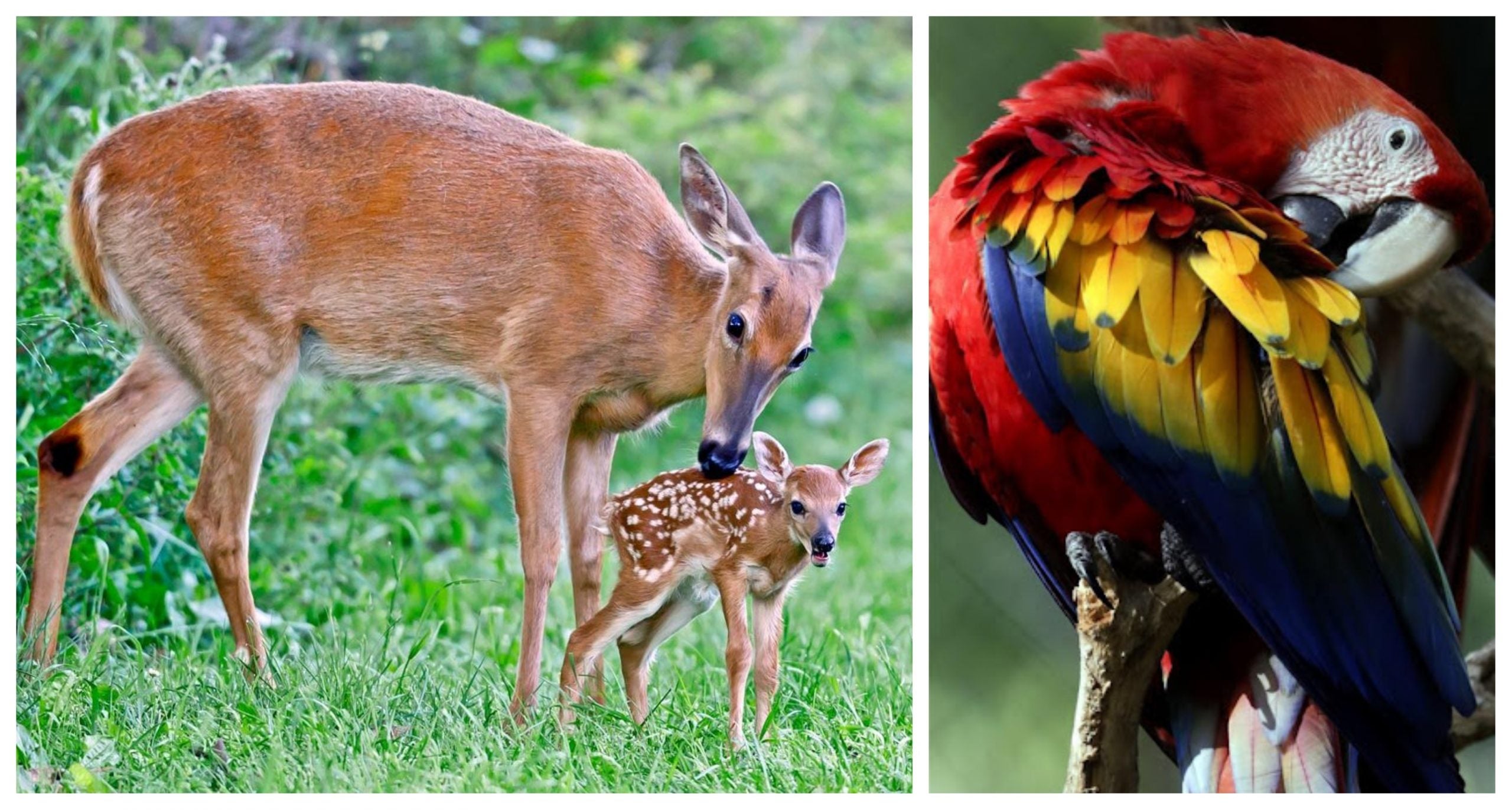 La Guacamaya y el Venado Cola Blanca en peligro de extinción