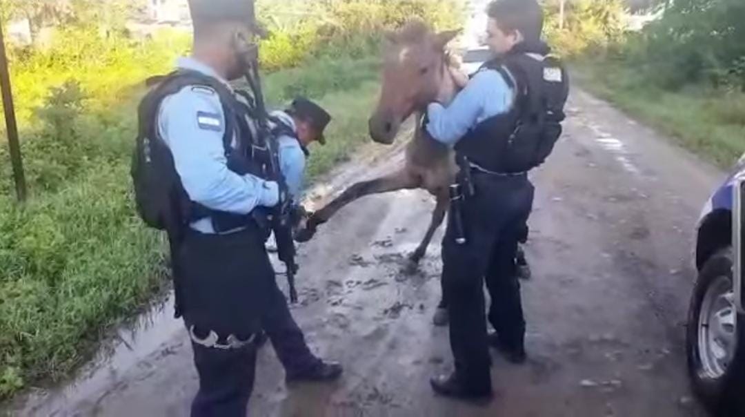policías rescatan a caballo amarrado