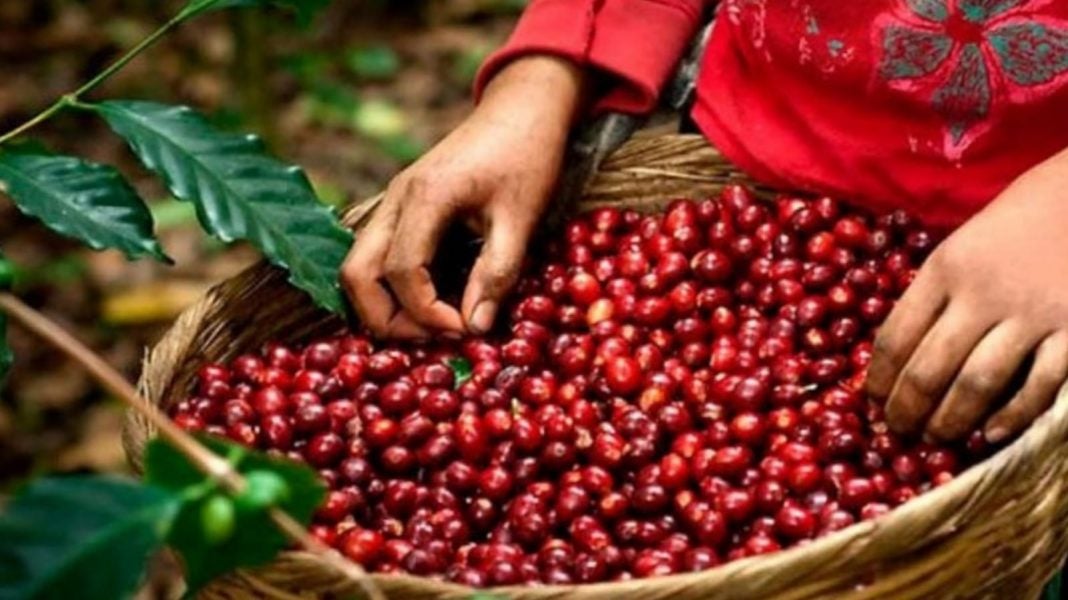 precio del café en honduras