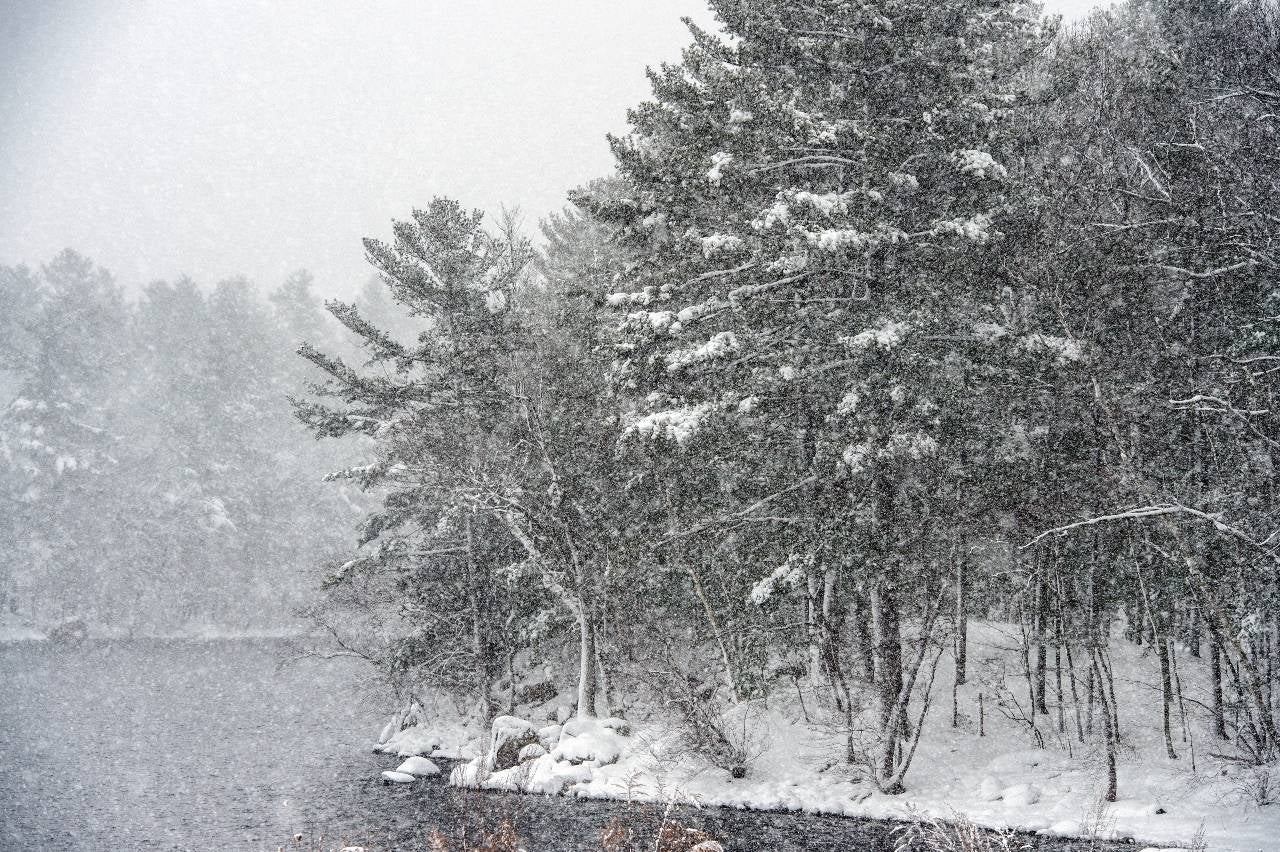 Los árboles están cubiertos de nieve alrededor de Walden Pond mientras la nieve cae en Massachusetts.