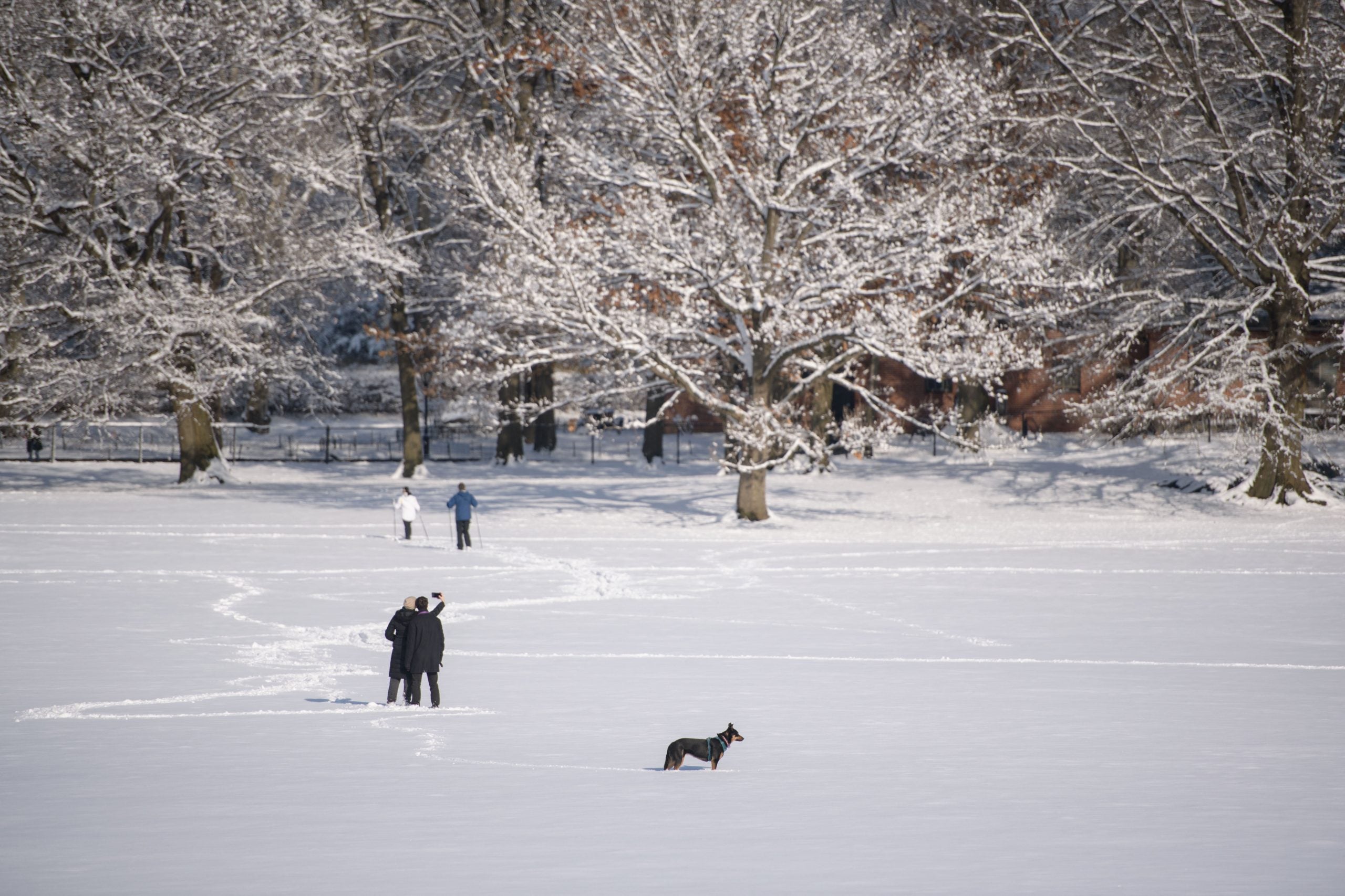 Un perro se para en un campo cubierto de nieve en Central Park.