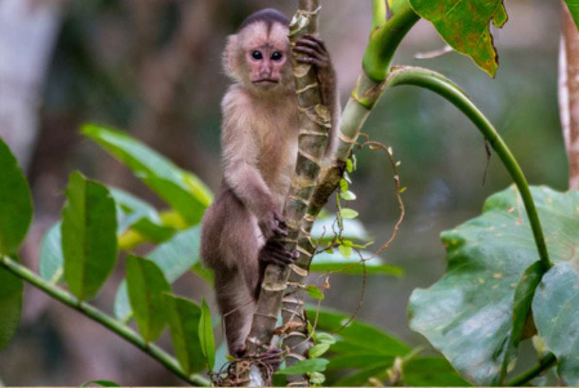 Capuchino ecuatorial.