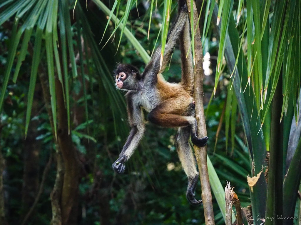 Mono araña centroamericano.