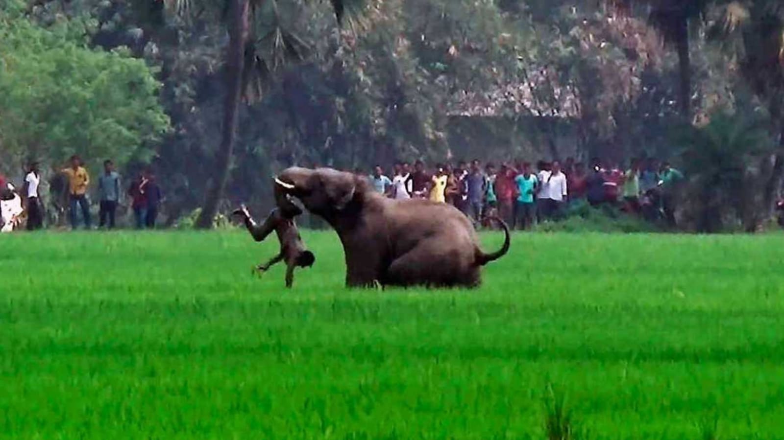 Ataque de elefantes