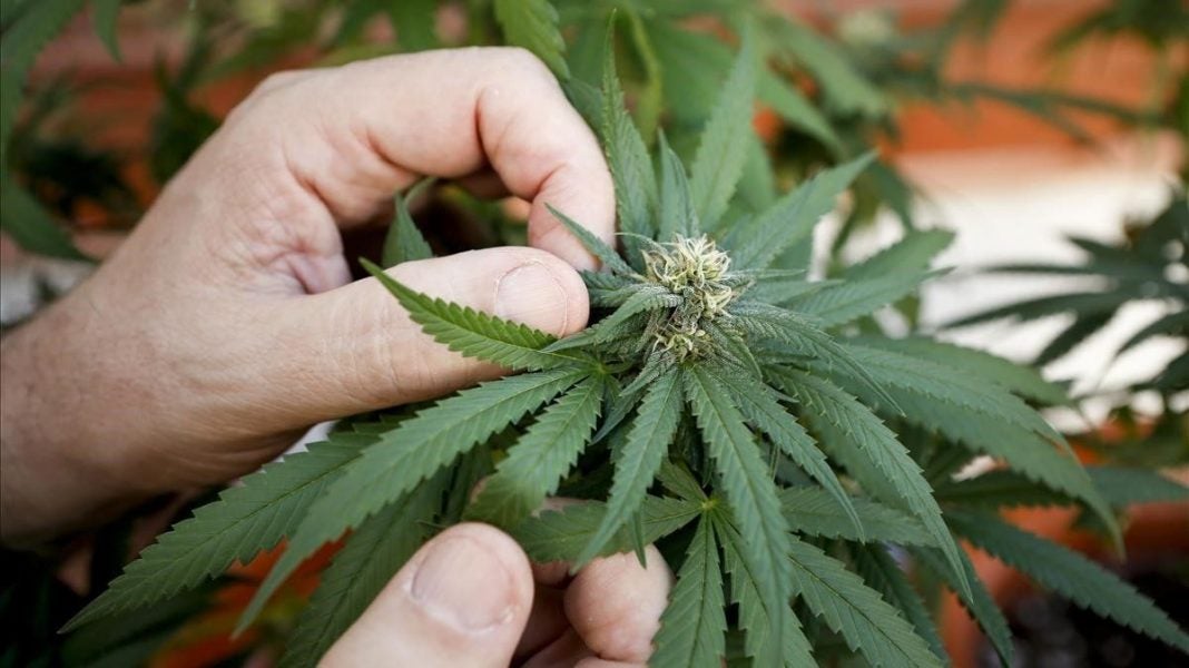 Planta de cannabis contra COVID-19