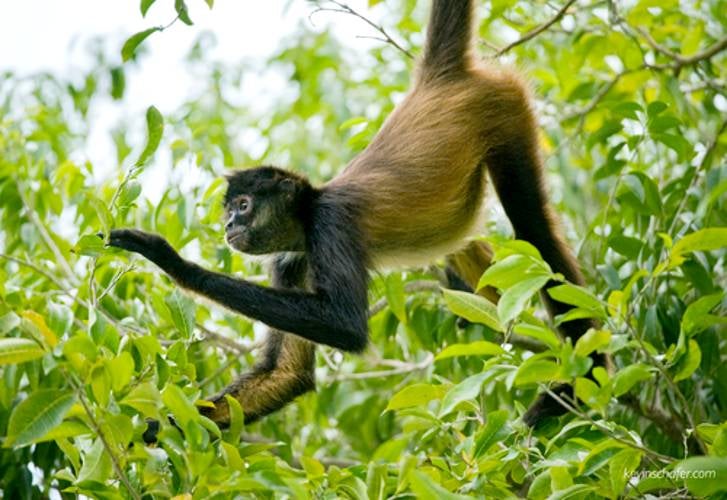 primates amenazados en américa latina