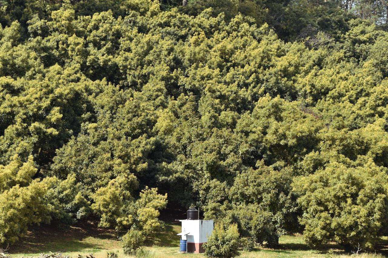 Vista de árboles de aguacate en una finca en el municipio de Ario de Rosales.