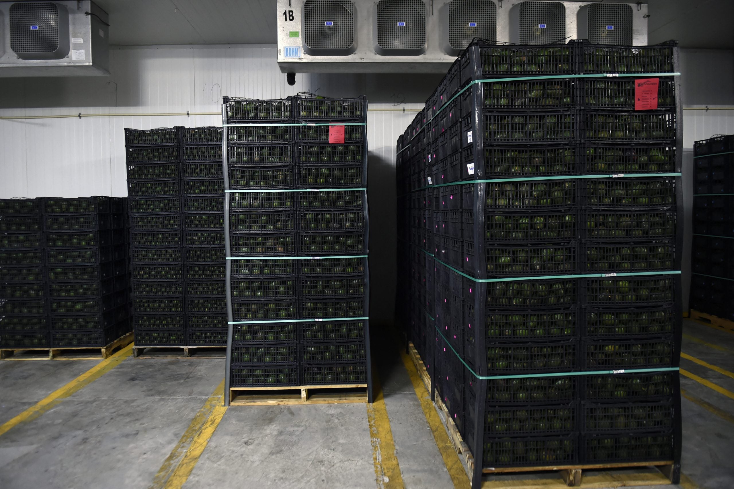 Cajas de aguacate refrigeradas en una planta empacadora.