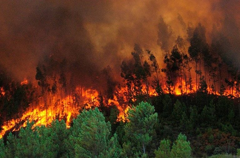 ¿Cuántas hectáreas de bosque consumen los incendios?