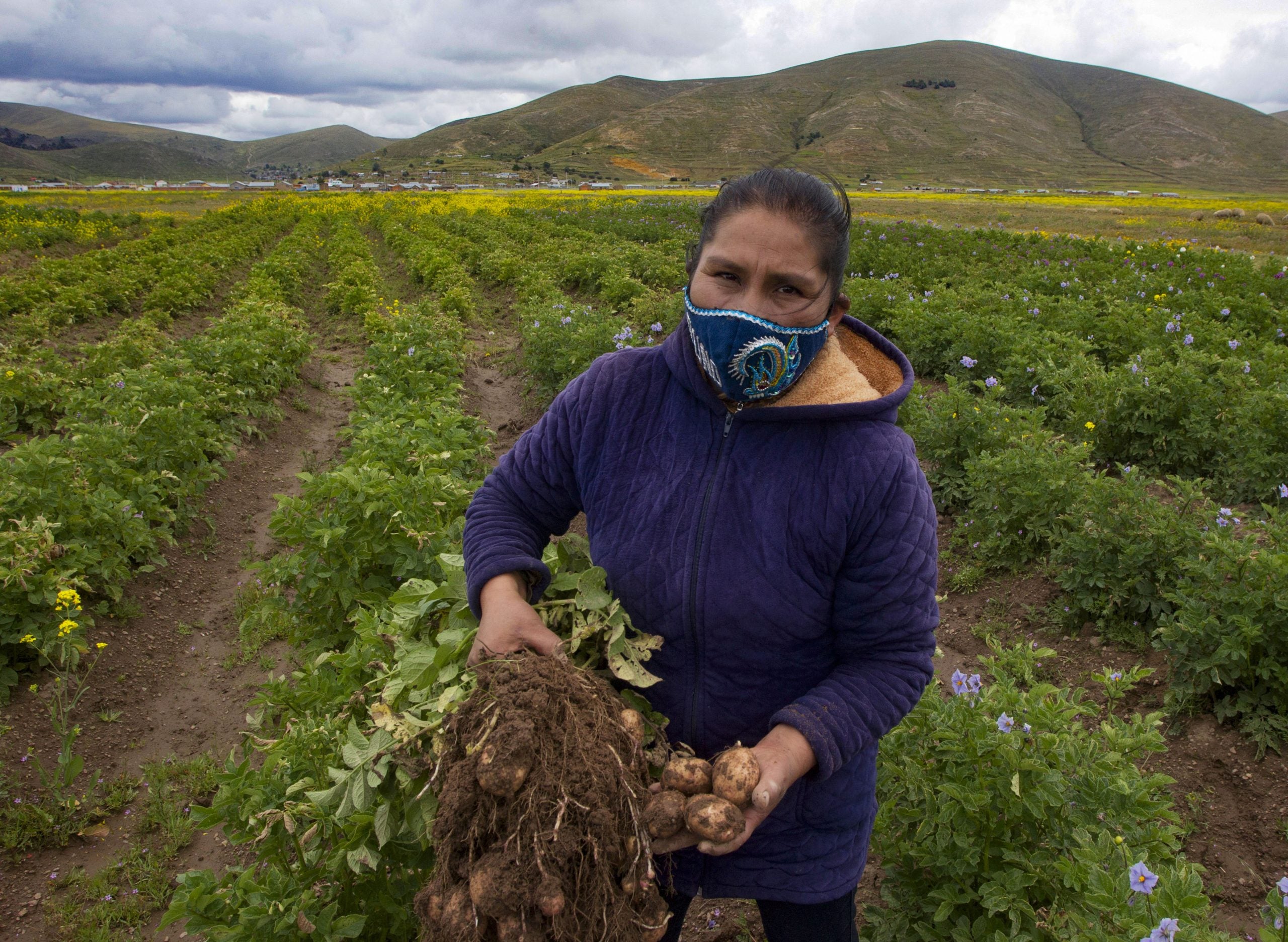 Yolanda Chambi, de 45 años, muestra papas que cultiva en su campo.