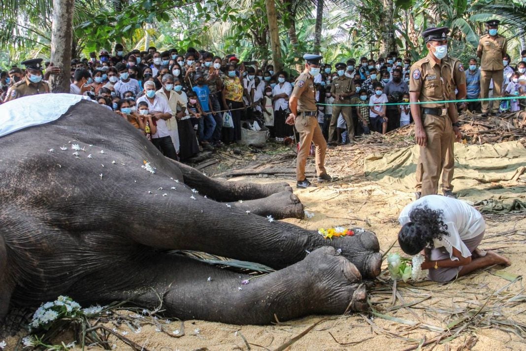 elefante sagrado de sri lanka