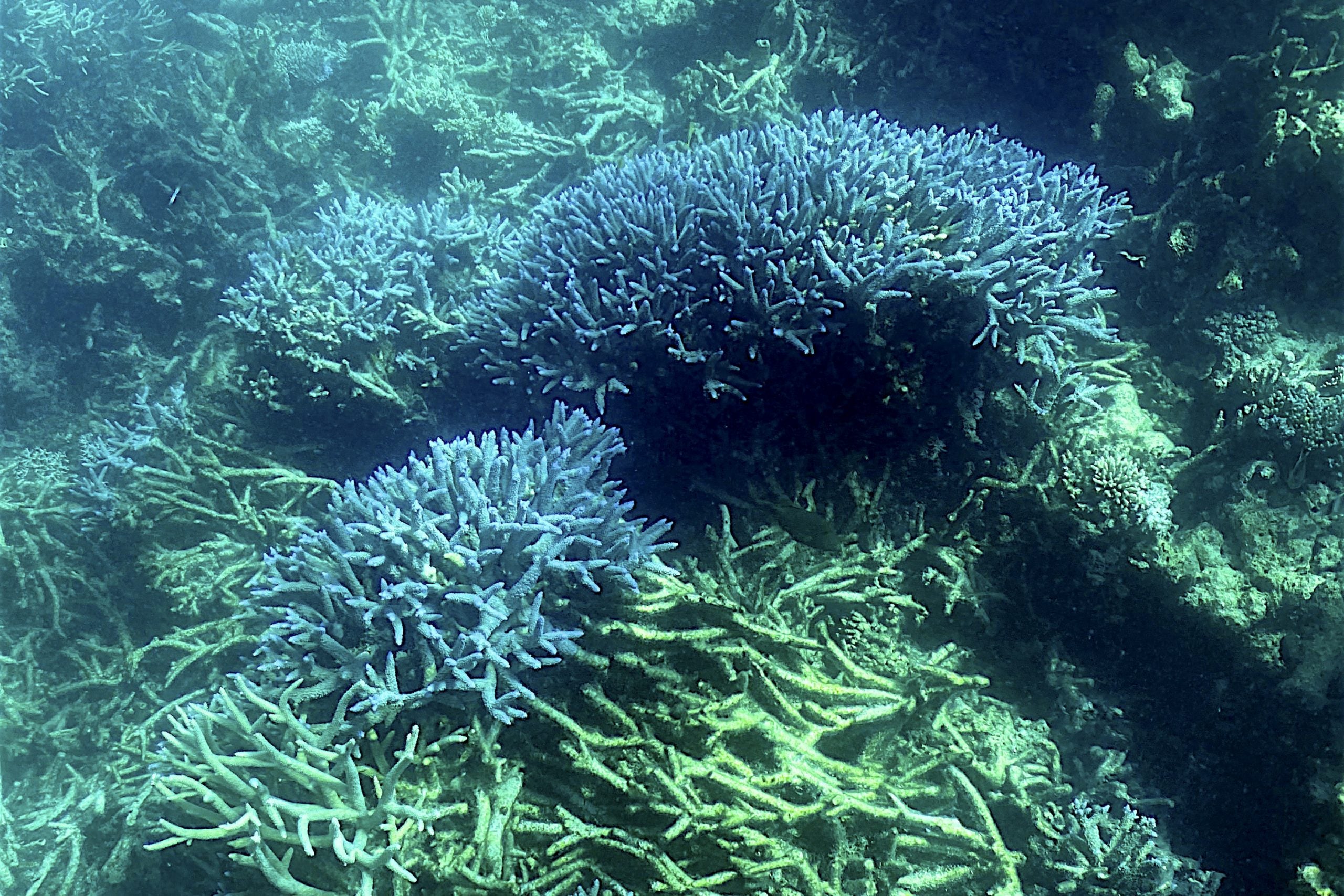 Esta fotografía tomada el 7 de marzo de 2022 muestra el estado actual del coral en la Gran Barrera de Coral.
