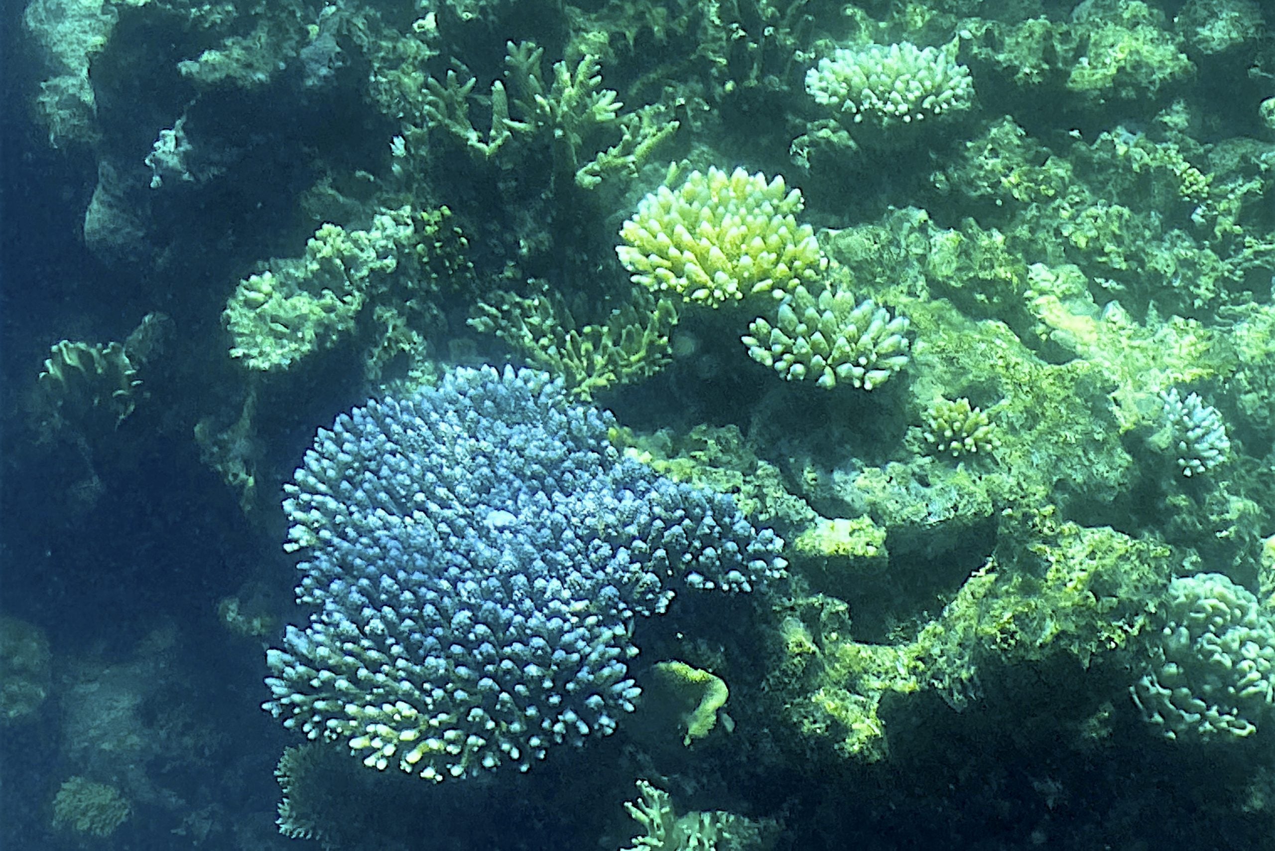 La Gran Barrera de Coral se ha visto nuevamente afectada por un blanqueamiento "generalizado".