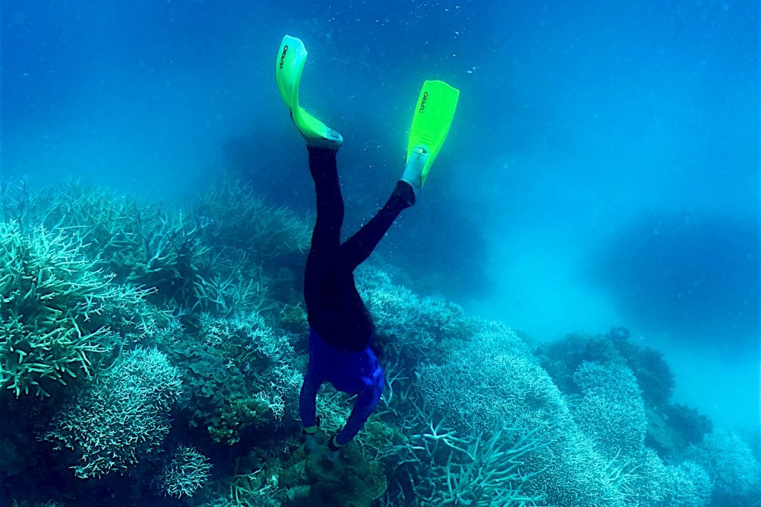 peligro gran barrera de coral