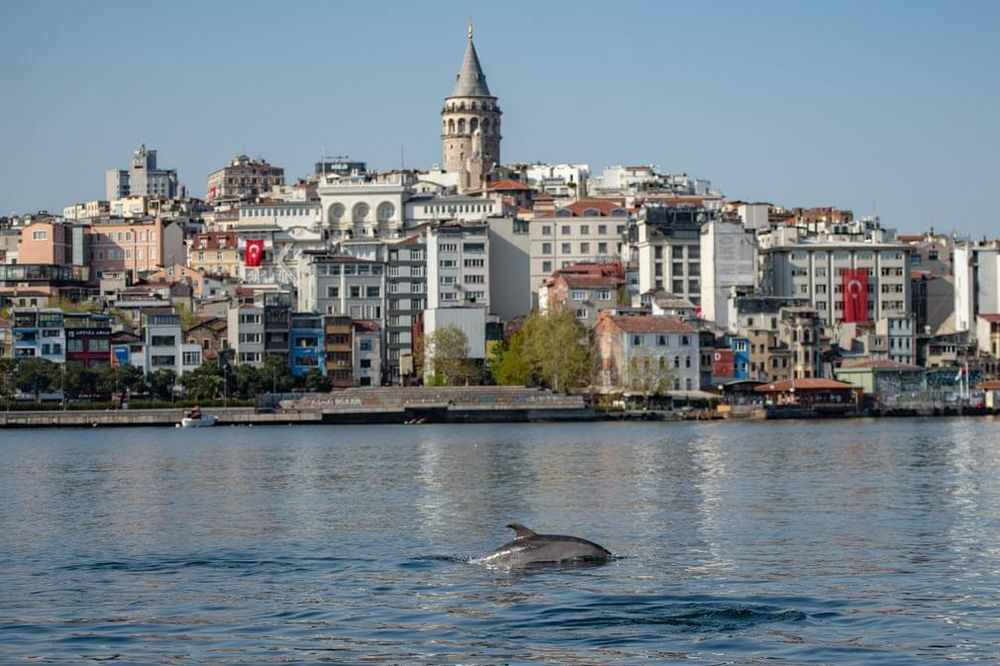 Delfines en Turquía