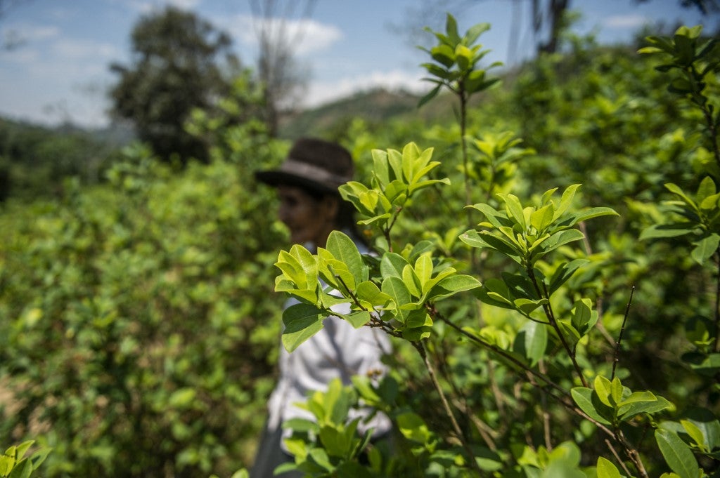 Perú planea comprar toda la producción de hojas de coca como parte de nueva política antidrogas