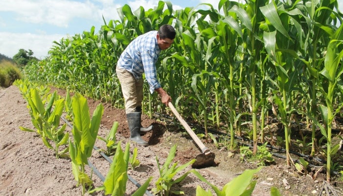 Productores piden bono agrícola