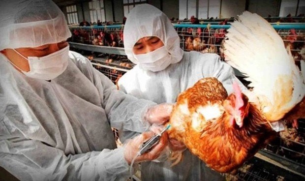 gripe aviar 