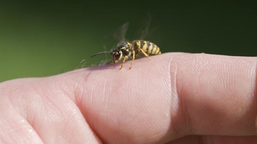 qué hacer si te pica una abeja o avispa