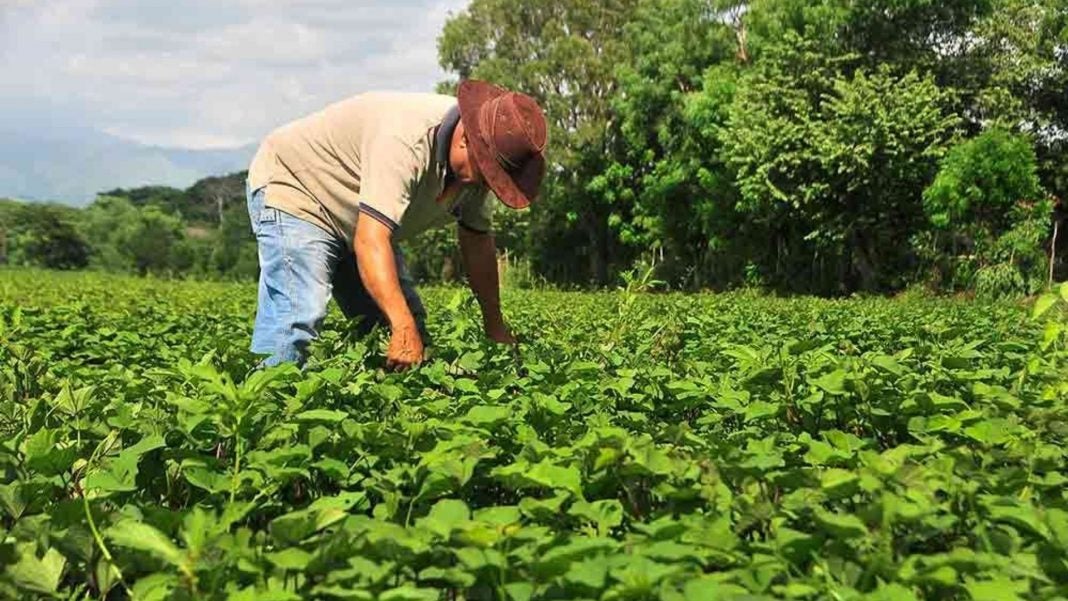 producción agrícola Honduras