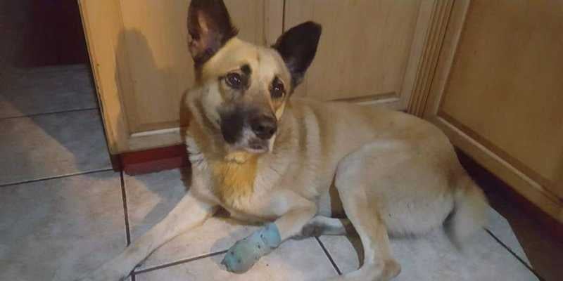 Guapo, fue un perro rescatado, que marcó la vida de Nilsa.