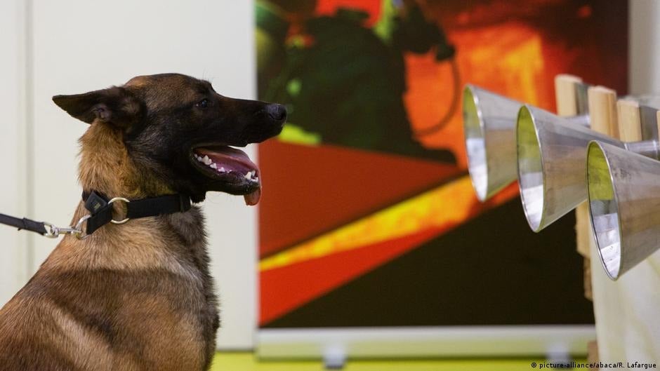 perros detectan COVID en Ecuador