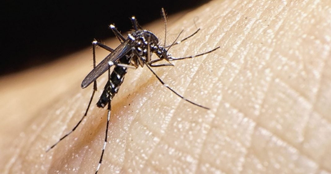 Casos de dengue en Distrito Central durante 2022