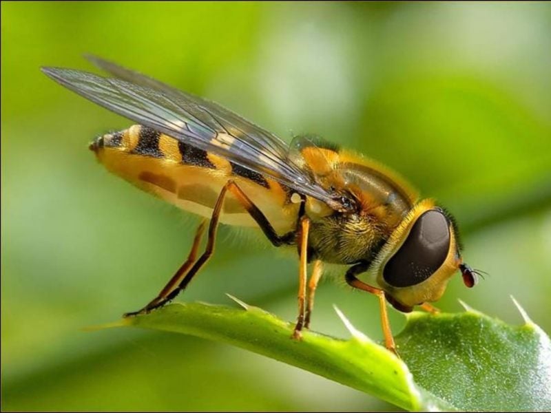 Las abejas son las que dejan su aguijón clavado y luego, mueren.