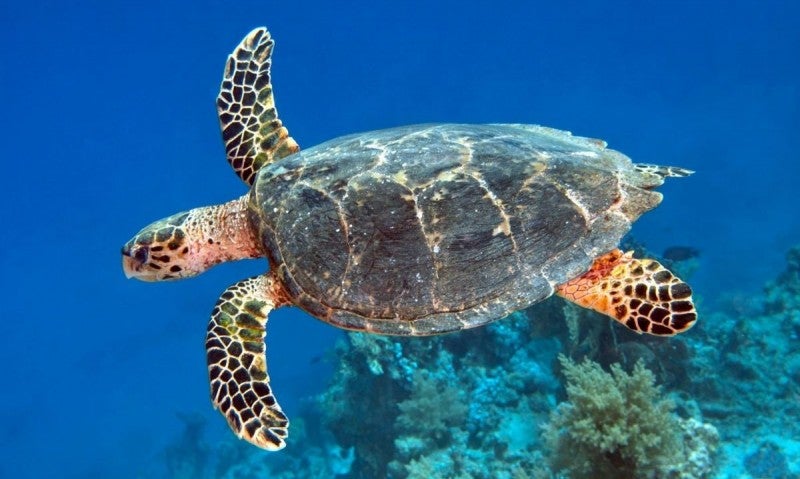 La Fundación ha liberado cientos de tortugas en Cayos Cochinos.