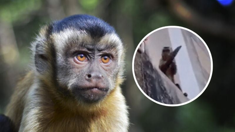 Mono capuchino con cuchillo