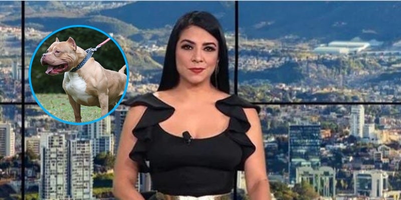 pitbull ataca a presentadora de tv