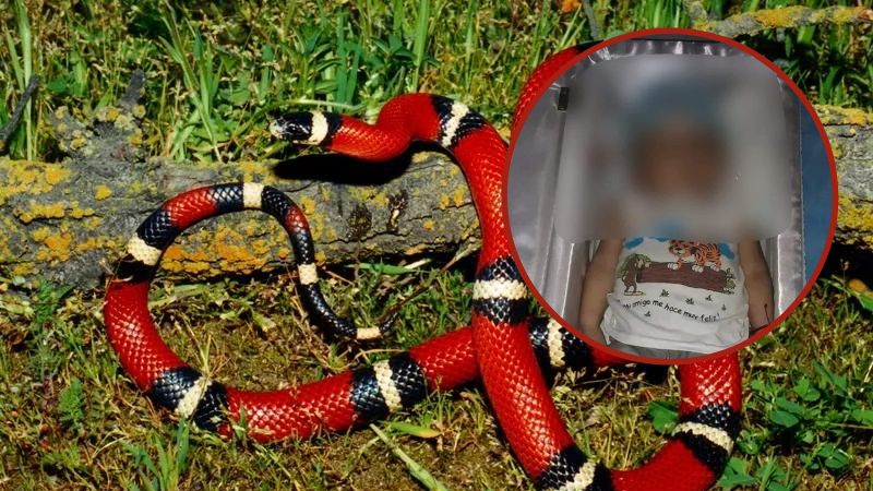 bebé muere mordido por serpiente