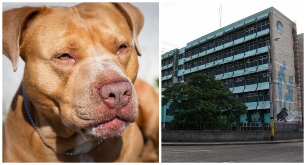 Pacientes atacados por pitbull en Hospital Escuela