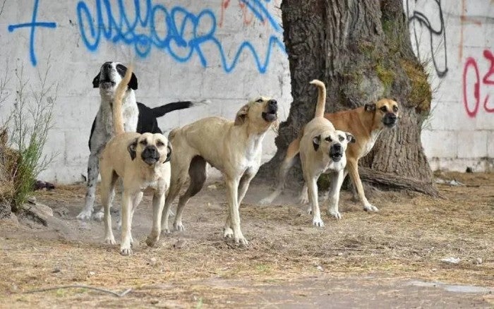 Ataque de perros en Honduras