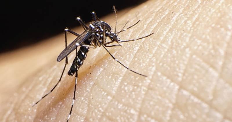 zancudo del dengue
