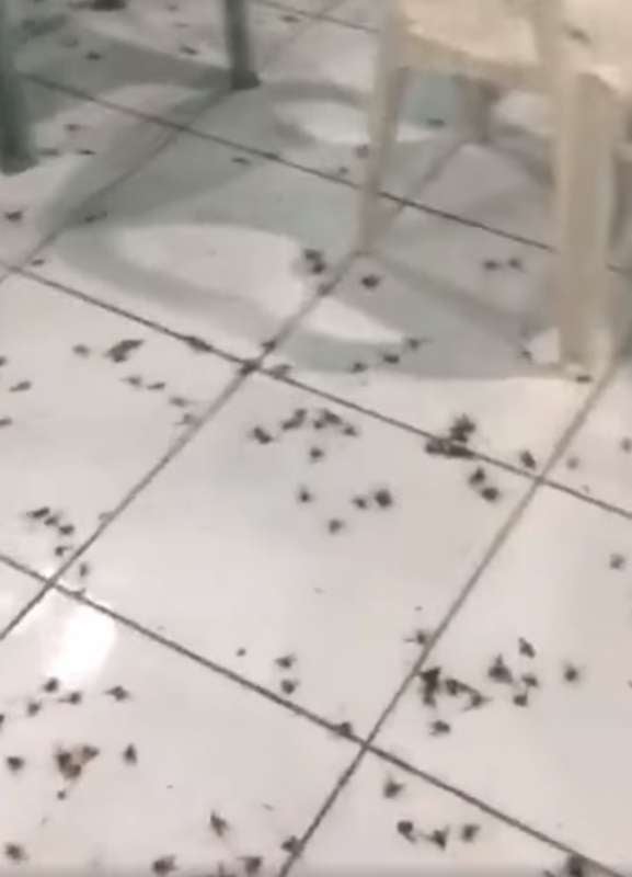Los insectos estaban en todo el suelo de la iglesia.