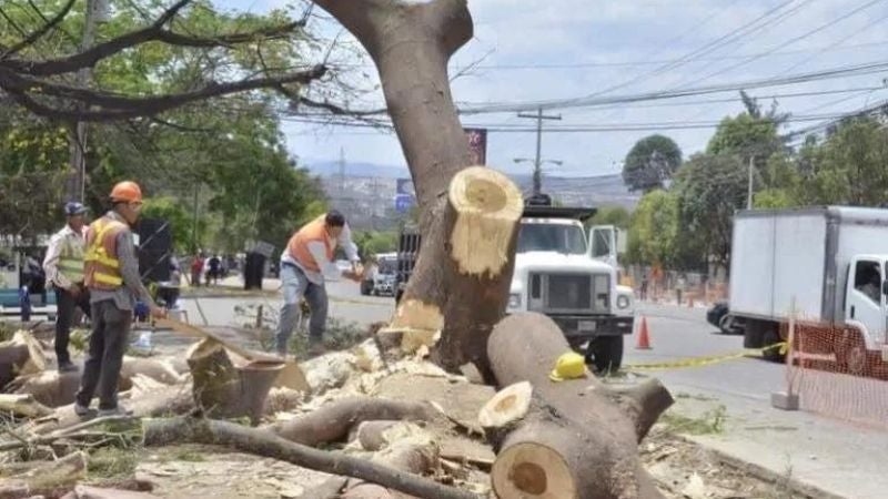 multas por corte ilegal de árboles
