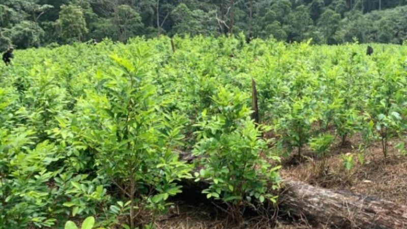 plantación de hoja de coca más grande de C.A