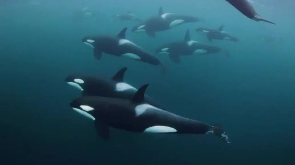 orcas comiéndose el hígado tiburón blanco