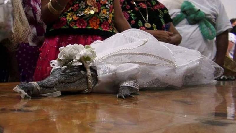 Alcalde se casa con cocodrilo
