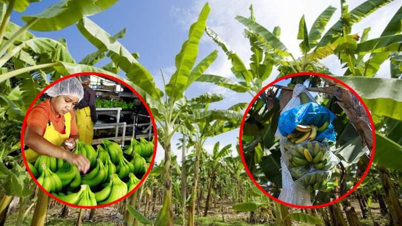 cierre bananeras Honduras