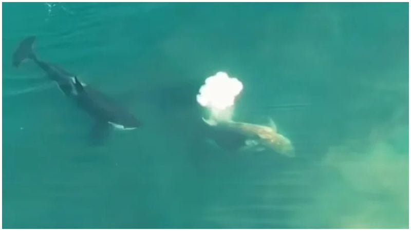 orcas comiéndose el hígado tiburón blanco