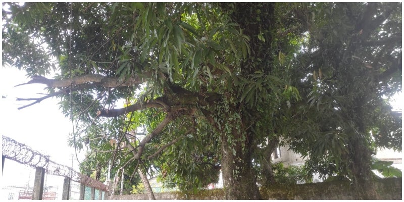árbol de mangos 