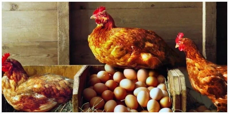 Anticuerpos en huevos de gallina